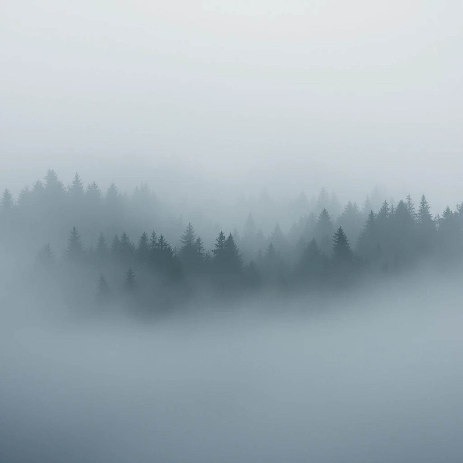 Conifer forest emerging from low fog on a hillside